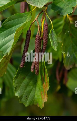 Gesprenkelte Erlen verbreiten ihren Samen durch kegelförmige Strukturen. Stockfoto