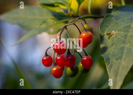 Rote Beeren mit holziger Nachtschattierung, auch bekannt als bittersüß, Solanum dulcamara gesehen im August. Stockfoto