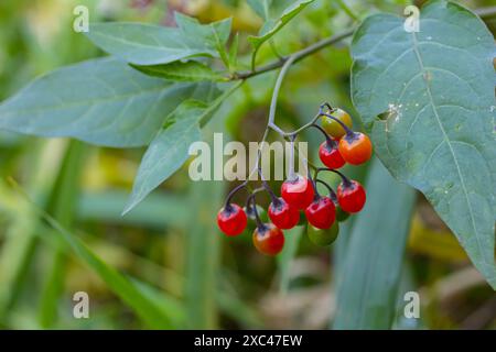 Rote Beeren mit holziger Nachtschattierung, auch bekannt als bittersüß, Solanum dulcamara gesehen im August. Stockfoto