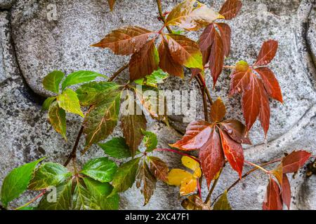 Blick auf schöne rot verfärbte Blätter einer Parthenocissus trikuspidata Pflanze auf einer grauen Steinmauer, Kopierraum. Stockfoto