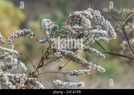 Samen mit Blasbällchen aus goldenem Stab - Solidago canadensis Wildpflanze im Herbst. Stockfoto