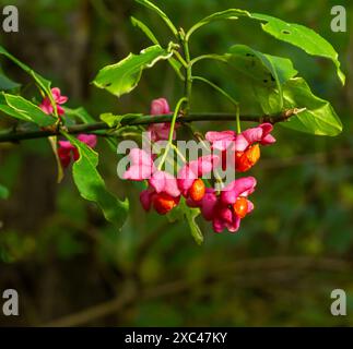 Euonymus europaeus, gemeinsamer Spindelrosa Früchte Nahaufnahme selektiver Fokus. Stockfoto