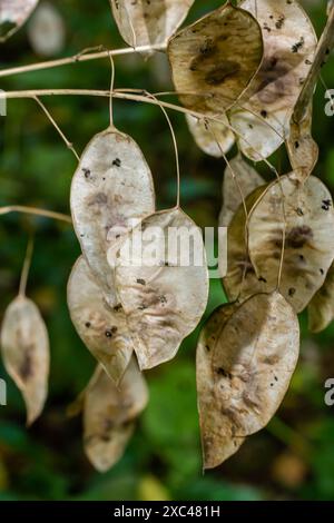 Trockene Silikeln von Lunaria, bedeckt mit Reim am Herbstmorgen vor verschwommenem Garten. Nahaufnahme. Selektiver Fokus. Stockfoto