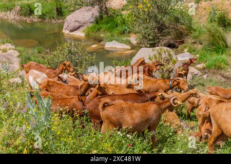 Granada, Spanien: 19. April 2024: Ziegen auf einem Bauernhof in Andalusien, Granada, Spanien Stockfoto