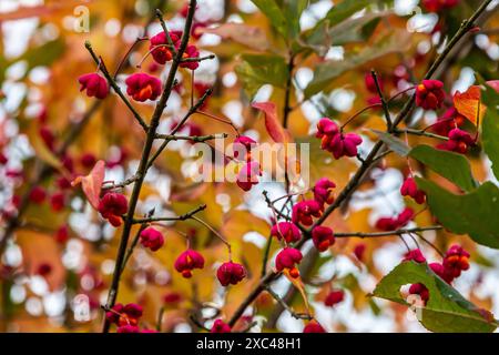 Euonymus europaeus, gemeinsamer Spindelrosa Früchte Nahaufnahme selektiver Fokus. Stockfoto