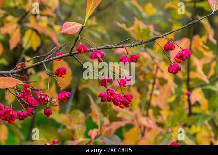 Euonymus europaeus, gemeinsamer Spindelrosa Früchte Nahaufnahme selektiver Fokus. Stockfoto