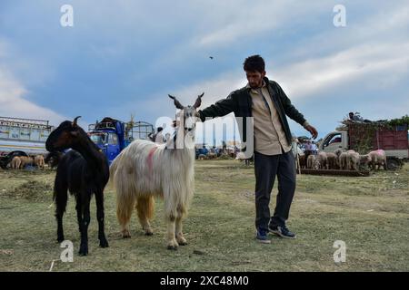 Srinagar, Indien. Juni 2024. Ein Viehhändler spaziert mit seinen Opferziegen auf einem Viehmarkt vor dem muslimischen fest Eid al-Adha in Srinagar. Muslime auf der ganzen Welt bereiten sich darauf vor, das jährliche Festival von Eid al-Adha zu feiern, oder das Opferfest, das das Ende der Hajj-Pilgerreise nach Mekka markiert und der Bereitschaft des Propheten Ibraham gedenkt, seinen Sohn zu opfern, um Gott Gehorsam zu zeigen. (Credit Image: © Saqib Majeed/SOPA Images via ZUMA Press Wire) NUR REDAKTIONELLE VERWENDUNG! Nicht für kommerzielle ZWECKE! Stockfoto