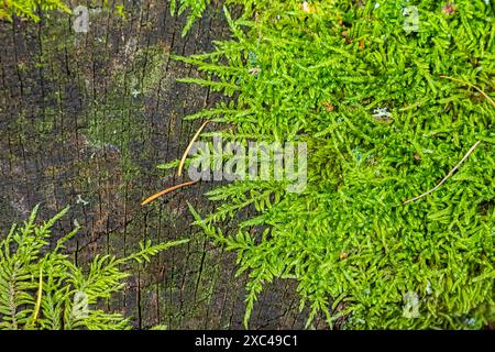 Kostbare Wassertropfen aus dem Morgentau, die eine isolierte Pflanze von Ceratodon purpureus bedecken, die auf dem Felsen wächst, lila Moos, verbrannter Boden Stockfoto