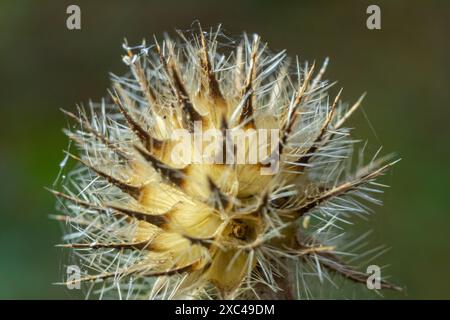 Kleine Teasel Dipsacus pilosus Samenkopf im Winter. Tote Blütenstände bedeckt mit schmelzendem Frost, hinterleuchtet durch Sonnenlicht auf stachelige Pflanze im Familienbad Stockfoto