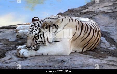 Bengalischer weißer Tiger (Panthera tigris tigris) auf einer felsigen Oberfläche : (Bild Sanjiv Shukla) Stockfoto