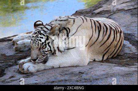 Bengalischer weißer Tiger (Panthera tigris tigris) auf einer felsigen Oberfläche : (Bild Sanjiv Shukla) Stockfoto
