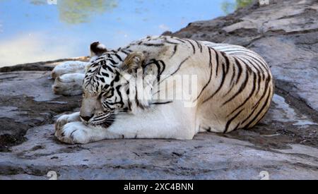 Bengalischer weißer Tiger (Panthera tigris tigris) auf einer felsigen Oberfläche : (Bild Sanjiv Shukla) Stockfoto