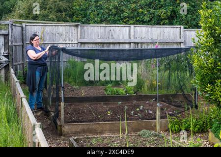 Frau, die in ihrem Gemüsegarten Netzkäfige über Hochbeeten von Brassica-Pflanzen baut - um Schädlinge fernzuhalten. Stockfoto