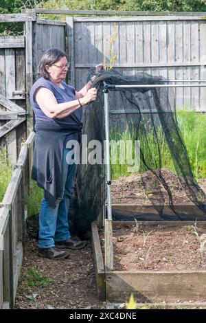 Frau, die in ihrem Gemüsegarten Netzkäfige über Hochbeeten von Brassica-Pflanzen baut - um Schädlinge fernzuhalten. Stockfoto