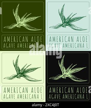 Satz der Vektorzeichnung AMERICAN ALOE in verschiedenen Farben. Handgezeichnete Abbildung. Der lateinische Name ist AGAVE AMERICANA L Stock Vektor