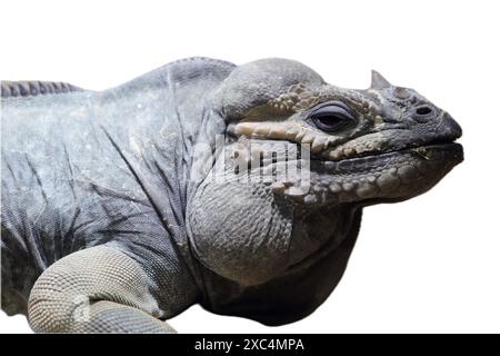 Das Nashorn-Leguana (Cyclura cornuta) ist eine bedrohte Eidechsenart aus der Familie der Iguanidae Stockfoto