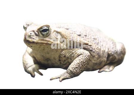 Die Rohrkröte (Rhinella Marina), auch bekannt als Riesenkröte oder Meereskröte, ist eine große Landkröte, die in Süd- und Mainla beheimatet ist Stockfoto