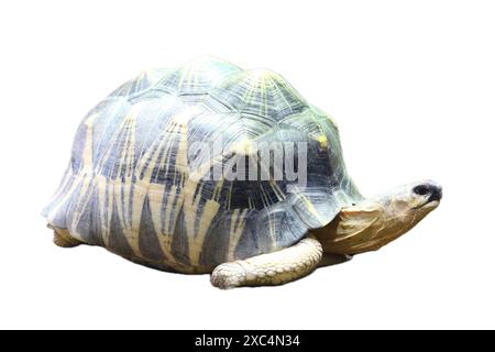 Die gestrahlte Schildkröte (Astrochelys radiata) ist eine ursprünglich endemische Madagaskar-Art aus der Familie der Schildkröten Stockfoto