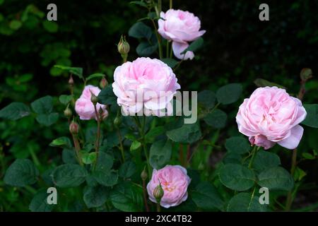 Königin von Schweden rosa Austiger Sträucher Rosen in Blüte blühend im Juni Garten Carmarthenshire Wales Großbritannien Großbritannien KATHY DEWITT Stockfoto