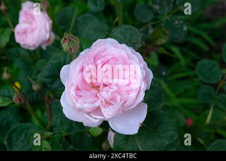 Königin von Schweden Austiger rosa Rosen Rose Nahaufnahme in Blüte blühend im Juni Garten Carmarthenshire Wales Großbritannien Großbritannien KATHY DEWITT Stockfoto