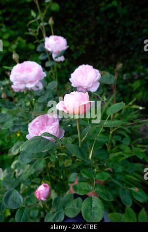 Königin von Schweden rosa Rosen Rose Nahaufnahme in Blüte blühend im Juni Garten Carmarthenshire Wales Großbritannien Großbritannien KATHY DEWITT Stockfoto