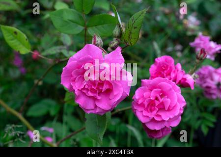 Klettern Bourbon rosa Zephirine Drouhin rosa Rosen Großaufnahme in Blüte blühend im Juni Garten Carmarthenshire Wales Großbritannien Großbritannien KATHY DEWITT Stockfoto