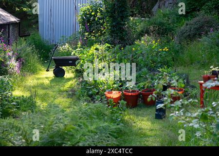 Blick auf üppig grünen grünen grünen grünen Garten am Abend Sonnenlicht Tomatenpflanzen wachsen in Plastiktöpfen Wagon Tisch Bewässerung Can Wales UK Juni 2020 KATHY DEWITT Stockfoto