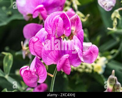 Eine Gruppe wilder Lathyrus-Erbsenblüten blühen in einer Gruppe von Wildblumen entlang einer Straße in der Nähe von Yokohama, Japan. Stockfoto