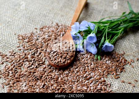 Flachssamen liegen in einem Holzlöffel auf grobem Sackleinen und blauen Flachsblüten. Stockfoto