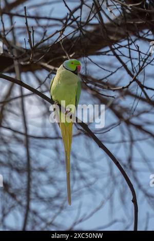 Ein Ringhals-Sittich, der auf einem Ast im Sonnenlicht thront. Stockfoto