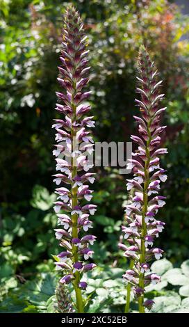 Eine Nahaufnahme einer Acanthus mollis, die allgemein als Bärenhose, seehecht, Bärenfuß, seehauchse, Alligatorpflanze oder Austernpflanze bekannt ist. Stockfoto