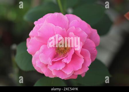 Rosa Rosenblüte im Garten. Draufsicht. Stockfoto