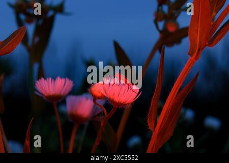 Insekten auf einer Blume unter rotem Licht Stockfoto