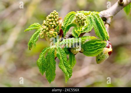 Rosskastanie (aesculus hippocastanum), Nahaufnahme der Blütenknospen des Baumes, die im Frühjahr mit den ersten Blättern erscheinen. Stockfoto