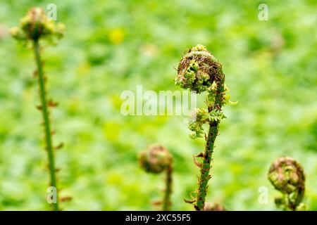 Männlicher Farn (dryopteris filix-MAS), Nahaufnahme mit Fokus auf einen einzelnen Stirnring der Pflanze, der sich langsam im Frühjahr entfaltet. Stockfoto