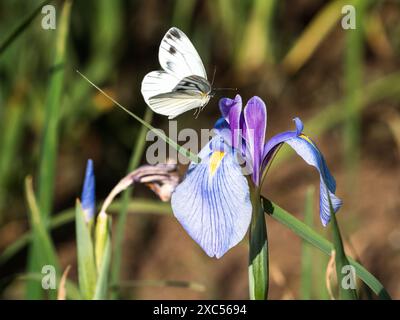 Ein Weißkohl-Schmetterling besucht die japanische Irisblume Iris ensata in einem Feuchtgarten im Izumi Forest Park, Yamato, Japan. Stockfoto