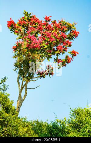 Pink Trompet Tree oder Pink IPE Tree, Handroanthus impetiginosus, Pantanal, Brasilien, Südamerika Stockfoto