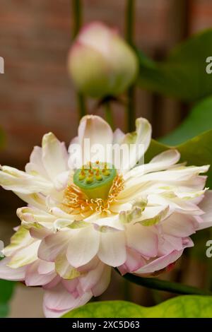 Fesselndes, blendendes, ausgezeichnetes, faszinierendes natürliches Nahaufnahme, hochauflösendes, blühendes Pflanzenporträt von Lotus Flower, Nelumbo nucifera, Hanoi Stockfoto