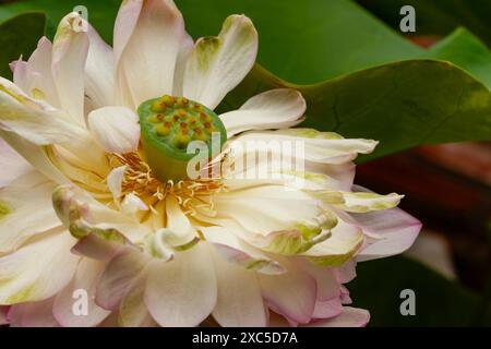 Fesselndes, blendendes, ausgezeichnetes, faszinierendes natürliches Nahaufnahme, hochauflösendes, blühendes Pflanzenporträt von Lotus Flower, Nelumbo nucifera, Hanoi Stockfoto