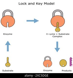 Schlüssel- und Sperrhypothese. Wirkungsmechanismus des Enzyms. Stock Vektor