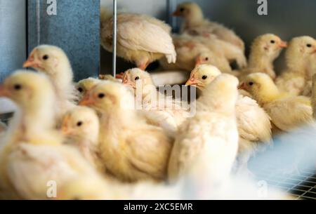 Nahaufnahme mit selektivem Fokus von Dekalb White Küken bei Geflügel. Stockfoto