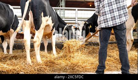 Männlicher Landarbeiter, der in der Tierhaltung arbeitet. Landwirt deckt den Boden im Stall mit Stroh ab. Stockfoto