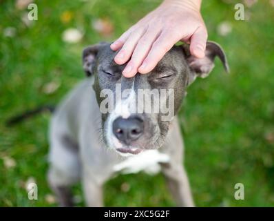 Eine Person, die einen grau-weißen Pit Bull Terrier Mischhund auf den Kopf streichelt, während er seine Augen schließt Stockfoto