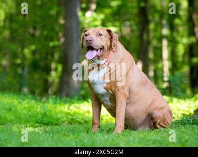 Ein fettleibiger Labrador Retriever Mischhund, der draußen sitzt Stockfoto