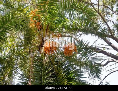 Pindo-Palmen (Butia odorata), auch bekannt als Jelly-Palmen, mit Beeren Stockfoto