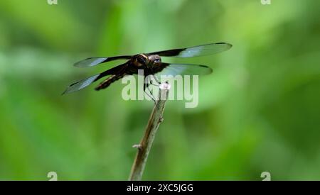 Weiblicher Witwenskimmer (Libellula luctuosa) Stockfoto