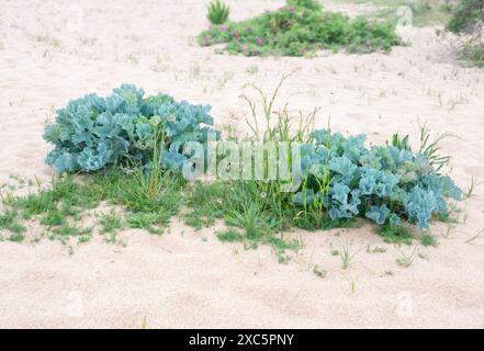 Meerkohl, Crambe Maritima, wächst am Strand Stockfoto