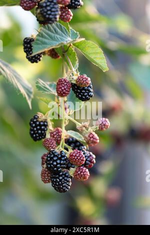 Frische Brombeeren auf Zweigen Stockfoto