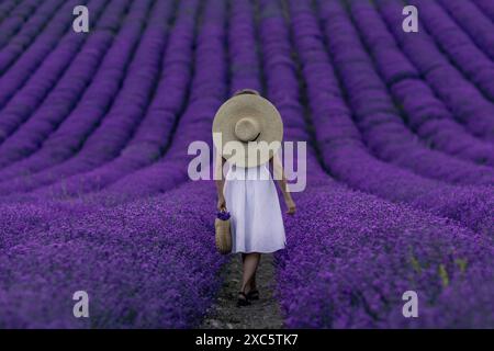 Eine Frau mit Strohhut geht durch ein Feld aus violetten Blumen. Die Szene ist ruhig und friedlich. Der Hut der Frau wirft einen Schatten auf die Gr Stockfoto