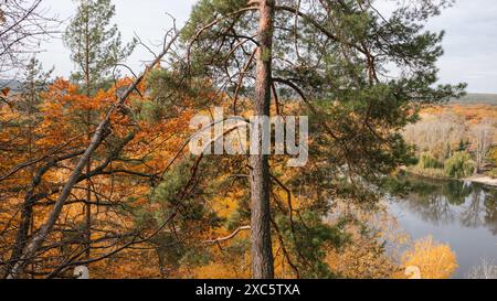 Sonnige grüne Kiefer auf dem Hügel am Flussufer im herbstlichen Wald Stockfoto